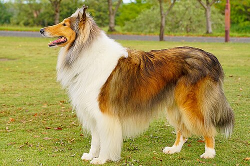Colley à poil long – Rough Collie japan08 (cropped)