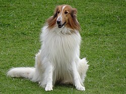 Colley à poil long – Rough collie Panaca1