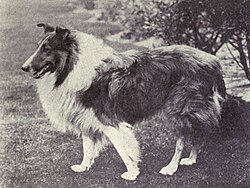 Colley à poil long – Collie (rough) from 1915