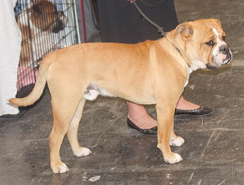 Continental Bulldog – Continentalbulldog fawn