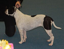 Continental Bulldog – Continentalbulldog white&black