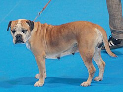 Continental Bulldog – Continentalbulldogfawnwhite