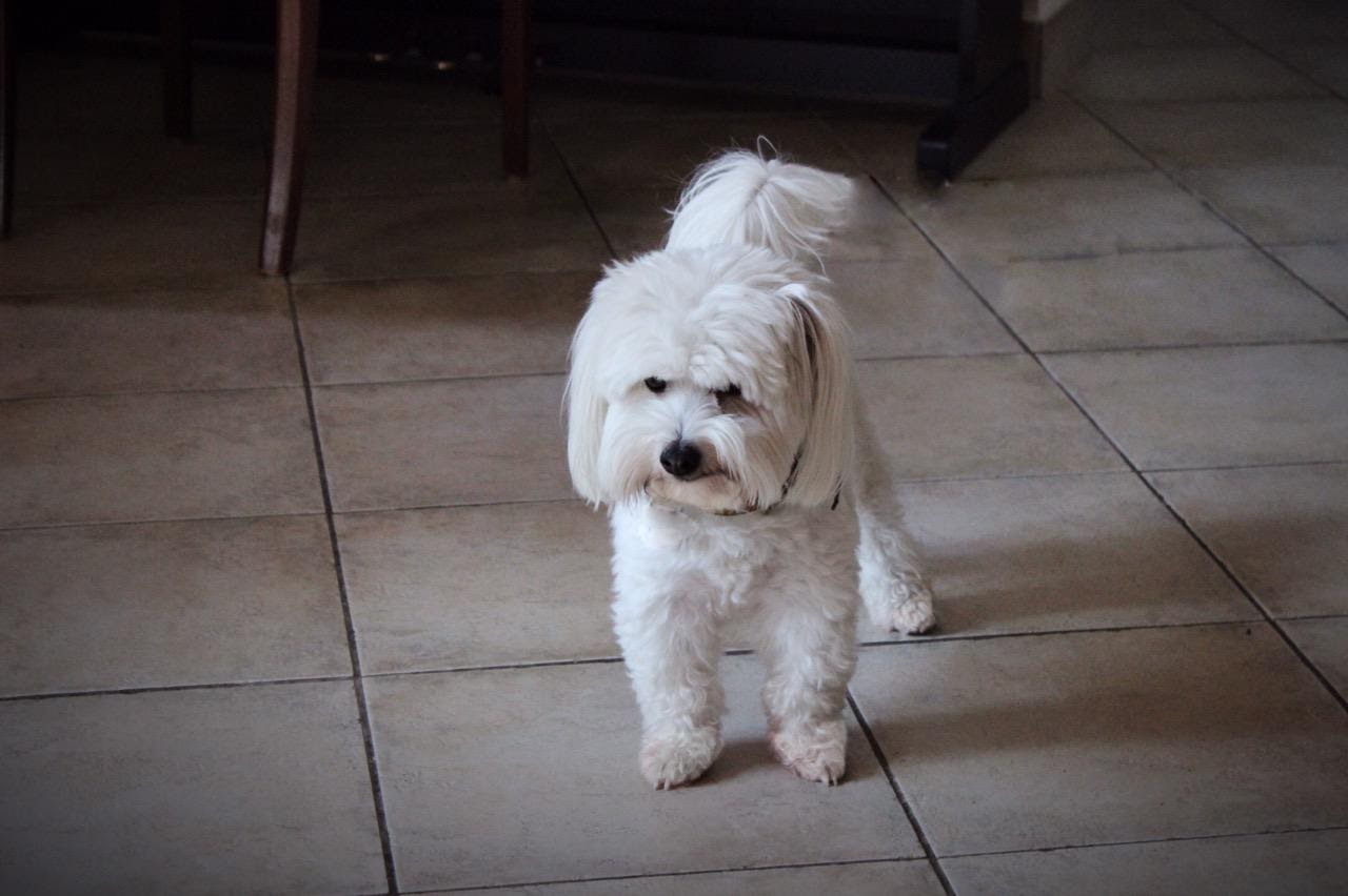 Coton de Tuléar – A Coton de Tuléar