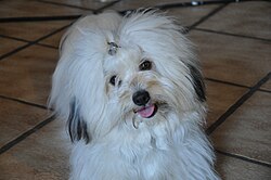 Coton de Tuléar – Emilio Coton de Tulear