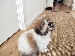 Coton de Tuléar – Peanut. 6 months