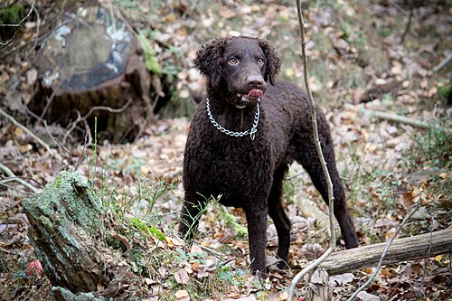 Curly Coated Retriever – Curly coated retriever 4