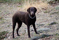 Curly Coated Retriever – Curly coated retriever6
