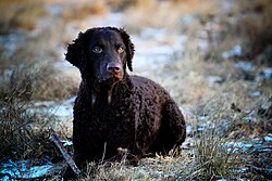 Curly Coated Retriever – Curly coated retriever 1