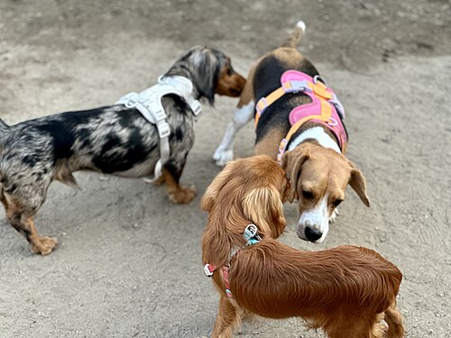 Teckel – Beagle with a couple of DachsHunds
