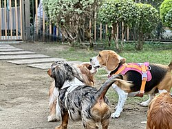 Teckel – Beagle with Dachshund and Cavalier King Charles Spaniel