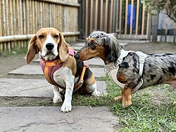 Teckel – Beagle with a Dachshund