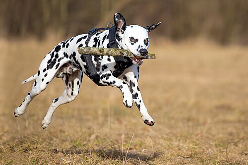 Dalmata – Dalmatian fetching a stick
