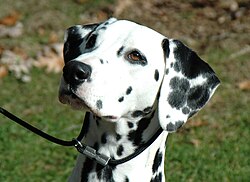 Dalmata – Female dalmatian head shot