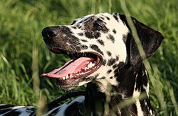 Dalmata – Dalmatian Lebensfreude
