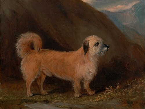 Dandie Dinmont Terrier – John E. Ferneley Jr. A Dandie Dinmont Terrier Google Art Project