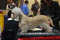Dandie Dinmont Terrier – Dandie Dinmont Terrier GCH King's Mtn. Angelina Ballerina 01 (16418428219)