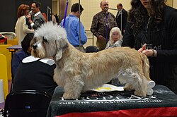 Dandie Dinmont Terrier – Dandie Dinmont Terrier GCH King's Mtn. Angelina Ballerina (15982121364)