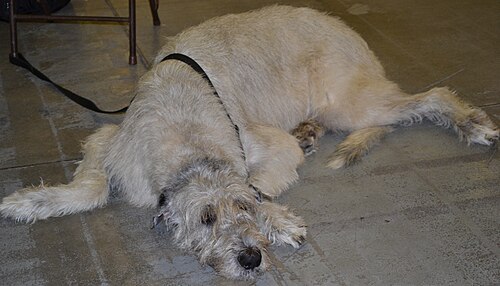 Levriero scozzese – DeerHound