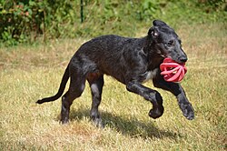 Levriero scozzese – Deerhound, chiot