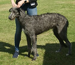 Levriero scozzese – Scottish Deerhound grey 2