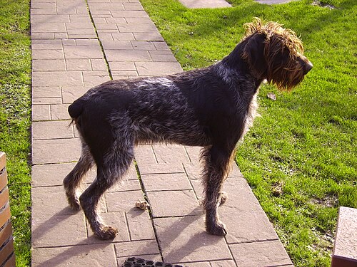 Deutsch Drahthaar – German Wirehaired Pointer