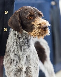 Deutsch Drahthaar – AKC German Wirehaired Pointer Dog Show 2013