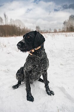Deutsch Drahthaar – German Wirehaired Pointer Sola