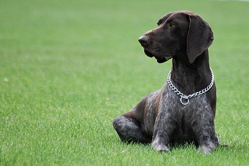 German Shorthaired Pointer โ dog breed