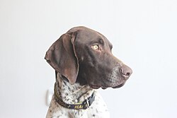 German Shorthaired Pointer โ dog breed