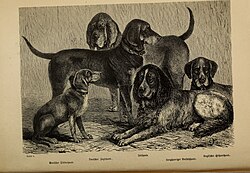 German Shorthaired Pointer โ dog breed