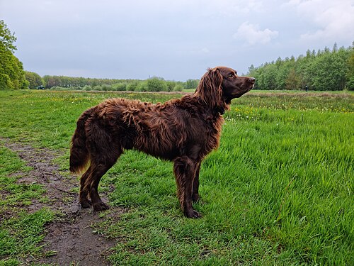 Bracco tedesco a pelo lungo – German Longhaired Pointer