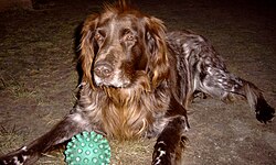 Bracco tedesco a pelo lungo – Deutsch Langhaar Vorstehhund