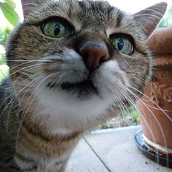 Deutsch Stichelhaar – Neugierige Katze (2012; cropped 2023)