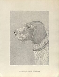 Deutsch Stichelhaar – Illustrirtes Muster Hunde Buch, page 72