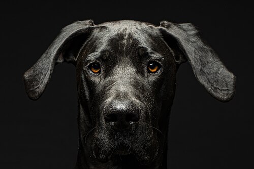 Deutsche Dogge – Great Dane