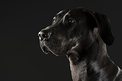 Deutsche Dogge – Great Dane 1