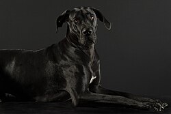 Deutsche Dogge – Great Dane 2