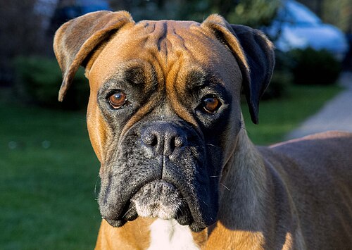 Boxer – A front view of the face of the boxer dog breed