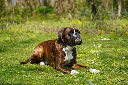 Boxer – Deutscher Boxer Elmo vom Freudenreich, liegend