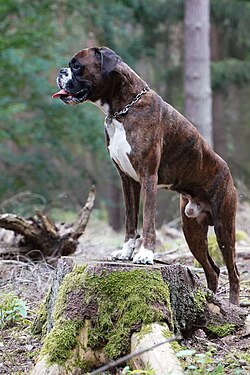 Boxer – Deutscher Boxer Elmo vom Freudenreich