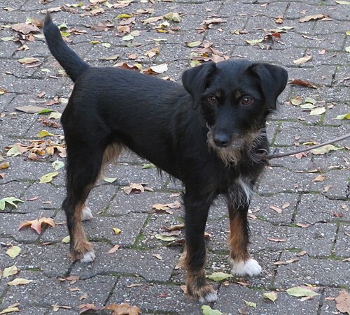 Deutscher Jagdterrier – Deutscher Jagdterrier 1
