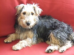 Deutscher Jagdterrier – Jagdterrier01