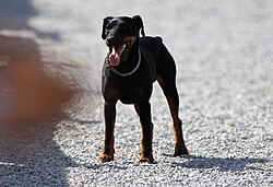 Deutscher Jagdterrier – Jagdterrier bulgaria