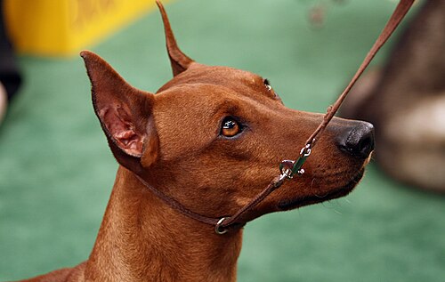 Deutscher Pinscher – German Pinscher (3312667686)
