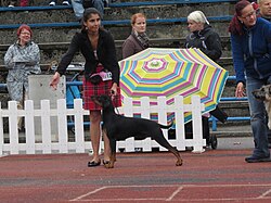 Deutscher Pinscher – Deutscher Pinscher in Tallinn