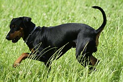 Deutscher Pinscher – Deutscher Pinscher Nyack von BC 1