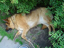 Deutscher Schäferhund – German Shepherd (aka Alsatian and Alsatian Wolf Dog), Deutscher Schäferhund (folder II) 24
