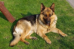 Deutscher Schäferhund – 20110425 German Shepherd Dog 8505