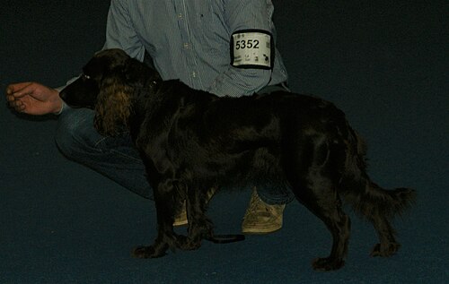 Deutscher Wachtelhund – German Spaniel 2