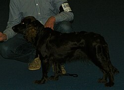 Deutscher Wachtelhund – German Spaniel